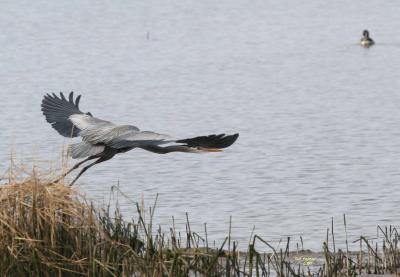 3-6 heron 2583.jpg