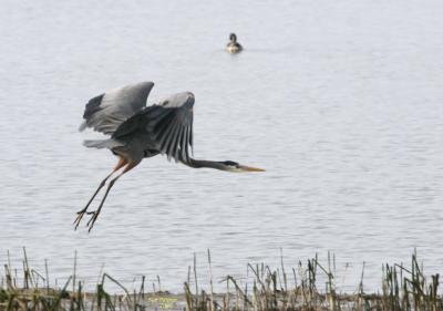 3-6 heron 2584.jpg