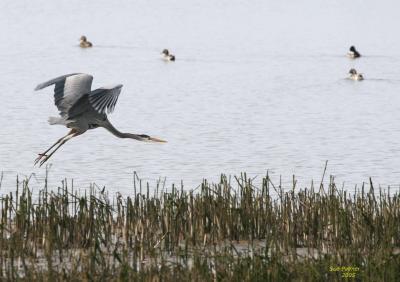 3-6 heron 2586.jpg