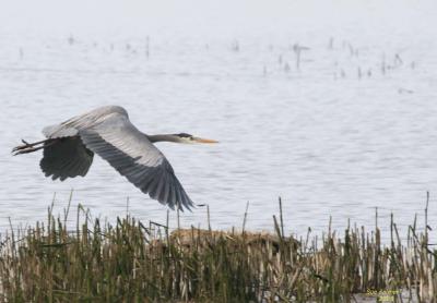 3-6 heron 2589.jpg