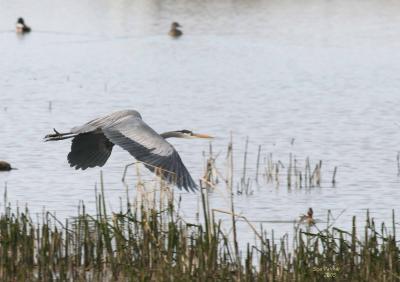 3-6 heron 2591.jpg