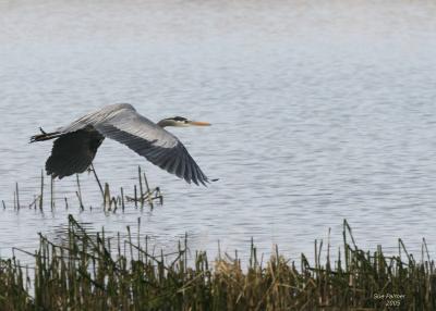 3-6 heron 2593.jpg