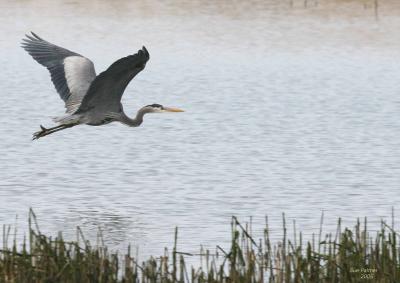 3-6 heron 2594.jpg