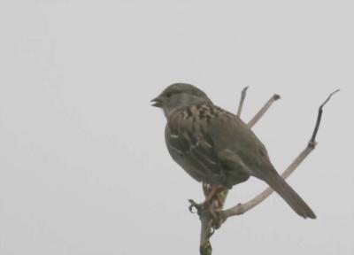 3-6 s sparrow 2652.jpg