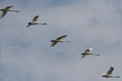 3-6 swans ed 2625.jpg