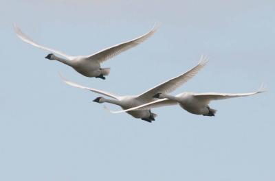 3-6 swans 2606.jpg