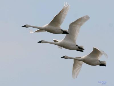 3-6 swans 2610.jpg