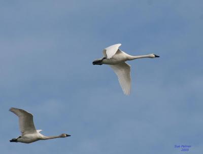 3-6 swans 2621.jpg