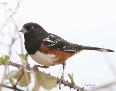 3-6 towhee 2682.jpg