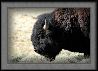 Colorado Bison