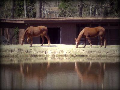 Grassing Horses
