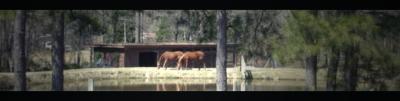 Panorama Horses / 6 Mar 05