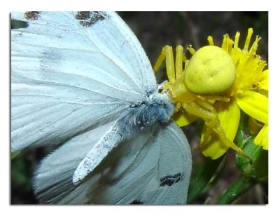 Crab Spider with Butterfly.jpg