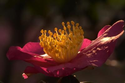 Jindai Botanic Garden in November