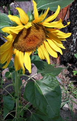 Reta's Sunflower