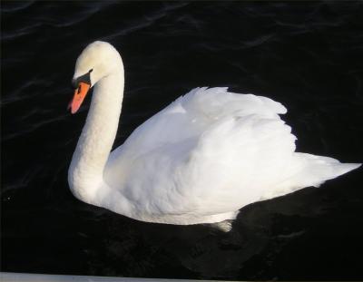 Babylon swan