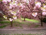 Cherry Blossoms in Brooklyn