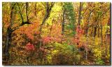 Autumn colors, Waterloo State Park, Michigan