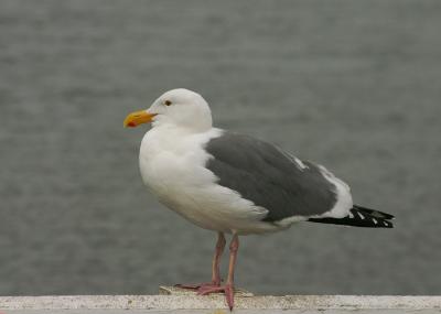 Western Gull, adult