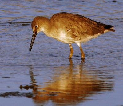 Willet