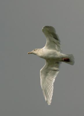 Glaucous-winged Gull, adult winter