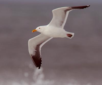 Western Gull, adult