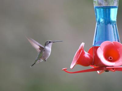 Female Hummingbird About to Get a Drink
