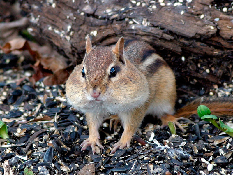 Chipmunk Twitch