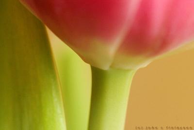 #066 Tulip Detail