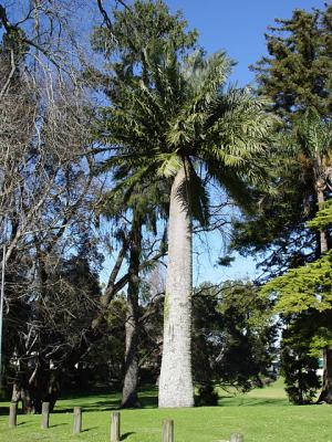 Jubaea chilensis in a park in Tauranga, NZ