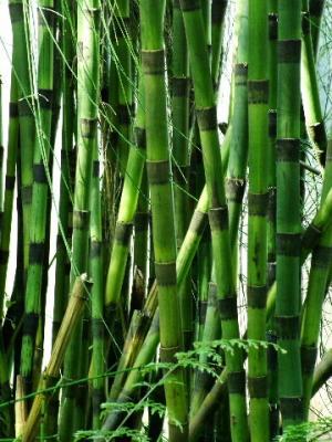 024 Equisetum myriochaetum.JPG