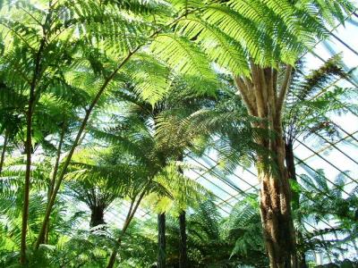 027 Cyathea brownii.JPG