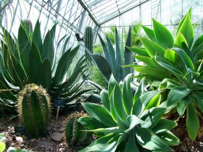 039 Agave collection.JPG