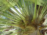 Jubaea chilensis in a park, Tauranga, NZ
