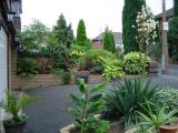 August and Brugmansia now in flower