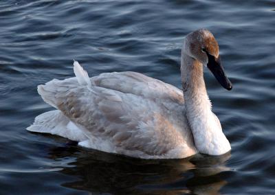 Trumpeter Swan