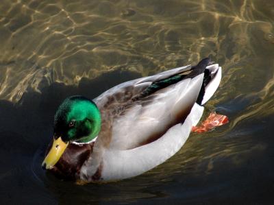 ducks 2