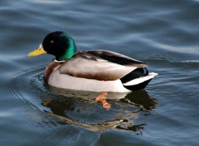 ducks 3