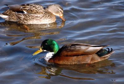 ducks 7