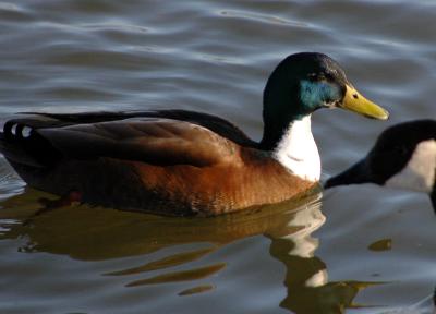 ducks 8