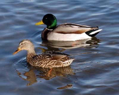 ducks 9