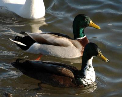 ducks 10