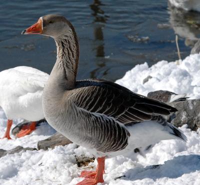 geese7.JPG