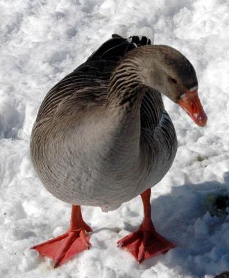 geese8.JPG