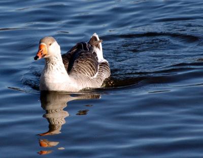 geese9.JPG