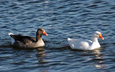 geese10.JPG