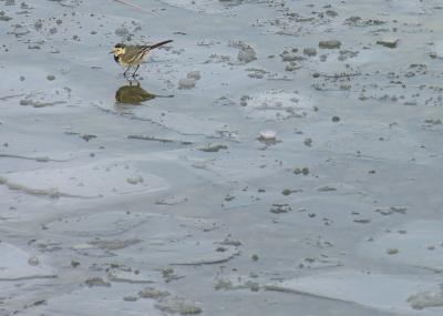 Wagtail on ice