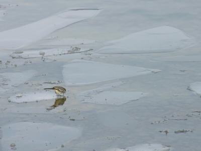 Wagtail on ice