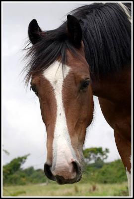 Why the long face?