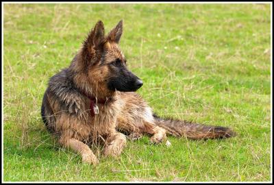 Tasha at rest